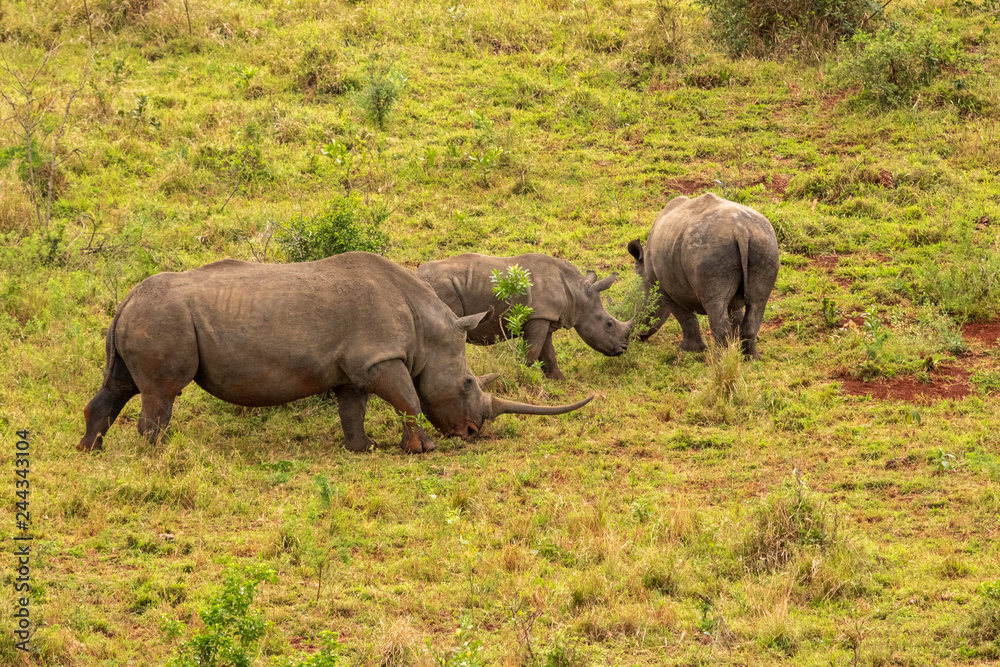 Fototapeta premium Gruppe Nashörner mit Jungtier