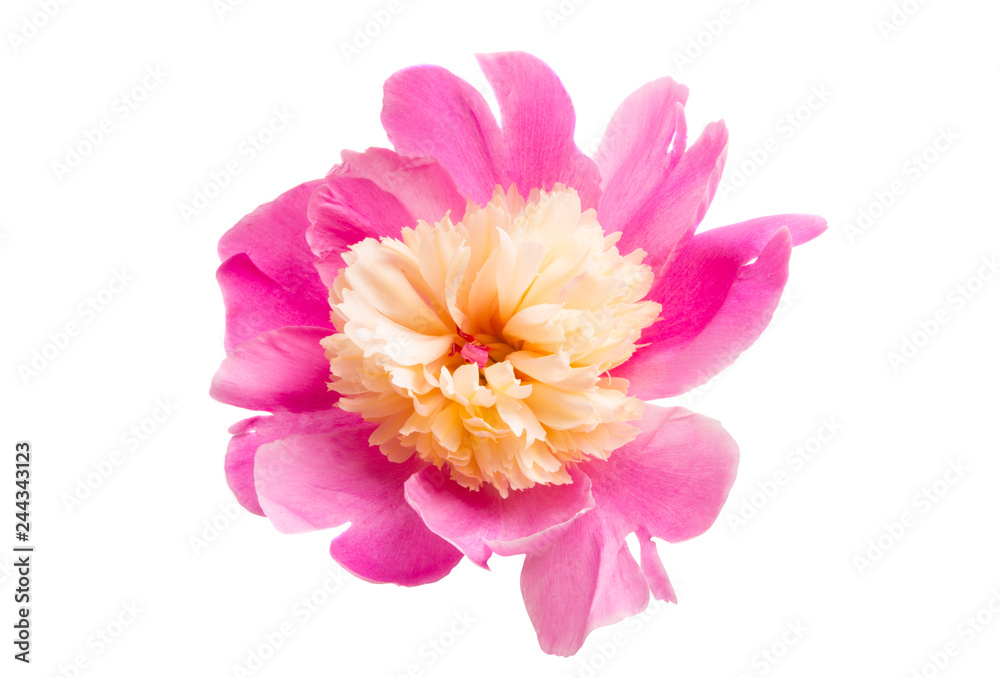 Peony isolated
