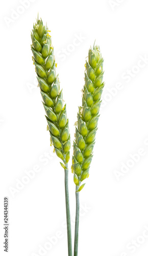 green wheat ear