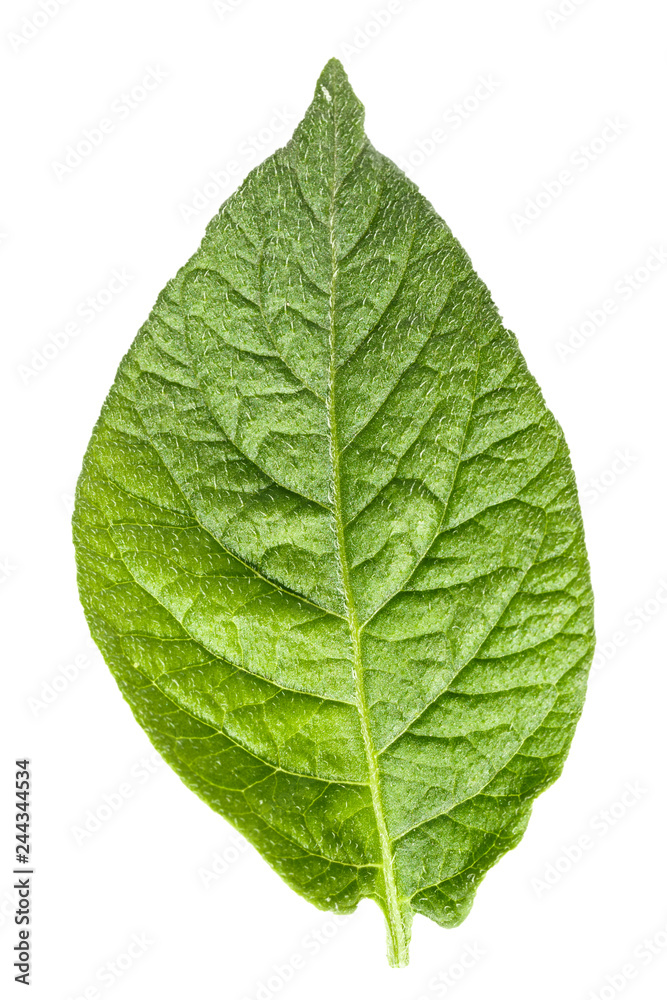 Obraz premium potato isolated leaves
