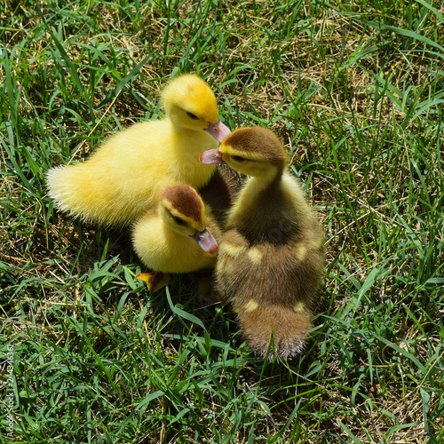 Ducklings of a musky duck photo