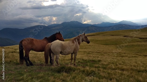 Wild horses in mountain