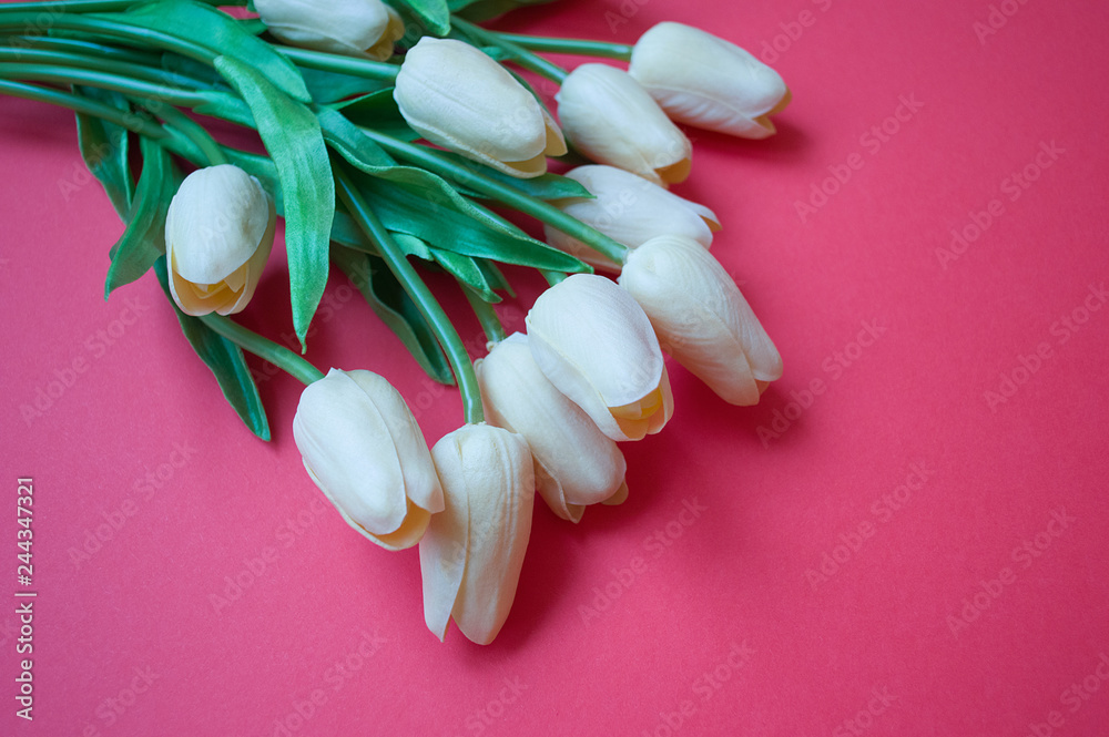 white tulips on a pink background, women's day, mother's day, spring white tulips on a pink background, women's day, mother's day, spring