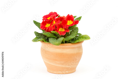 Blossoming red primrose in a pot on white background