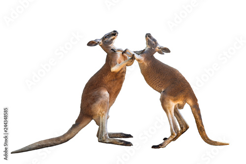 Fighting two red kangaroos on white background isolated