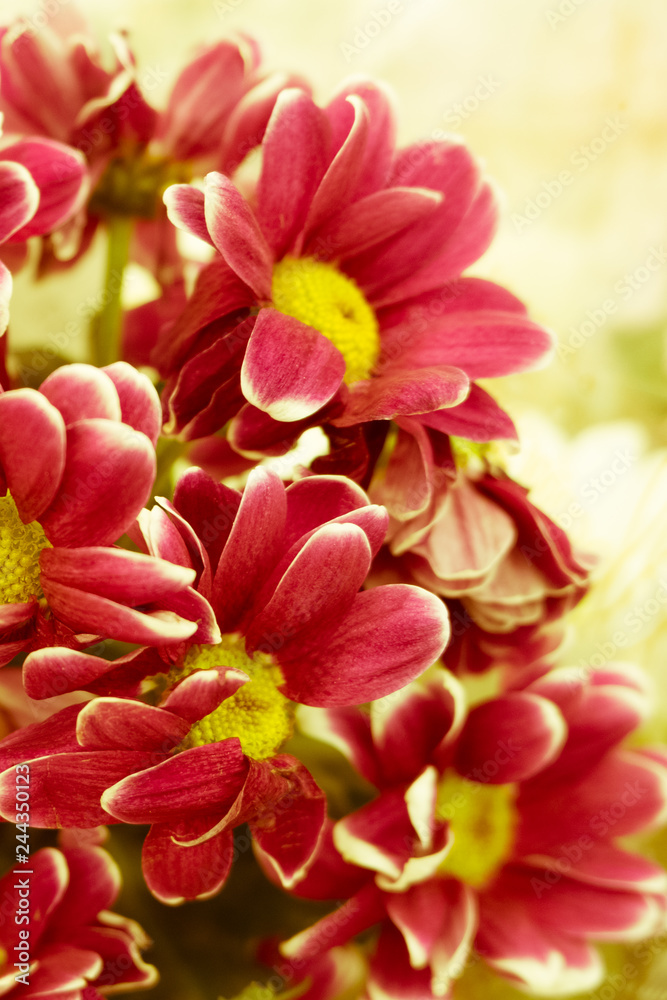 Fototapeta premium Beautiful flowers, with beautiful toning