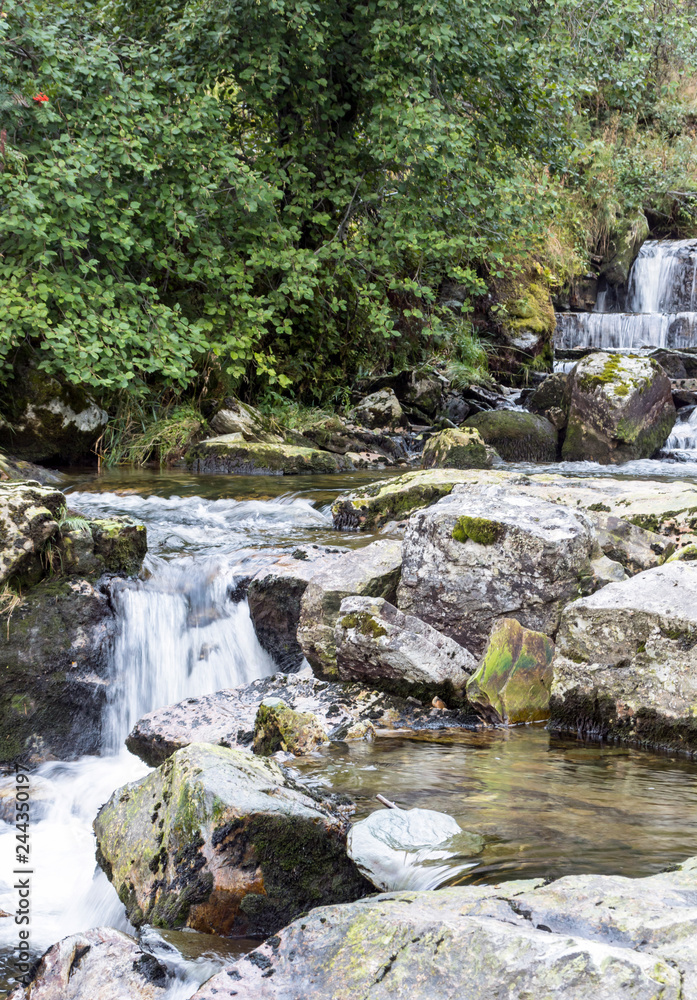 River in the forest surrounded by trees