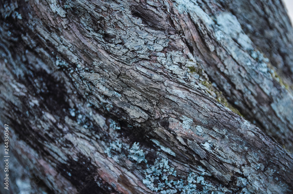 texture of a tree for a background texture of a tree for a background