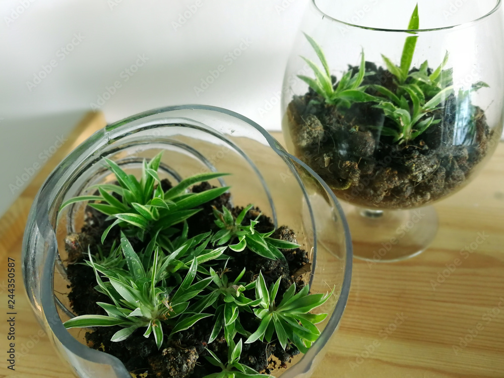 Chlorophytum in clear container on the table. Variegatum, comosum. Spider Plant Chlorophytum in clear container on the table. Variegatum, comosum. Spider Plant