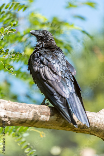 Crow waits in a tree