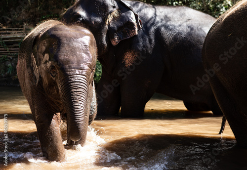The Thai elephant family is enjoying the river.
