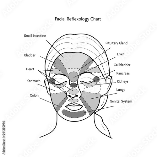 Facial Reflexology Chart. Vector.