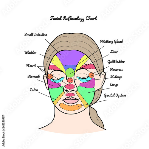 Facial Reflexology Chart. Vector.