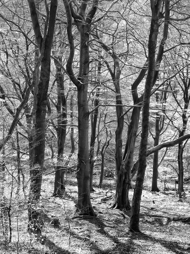 atmospheric sunlit monochrome woodland scene with black tree trunks casting shadows in beech forest