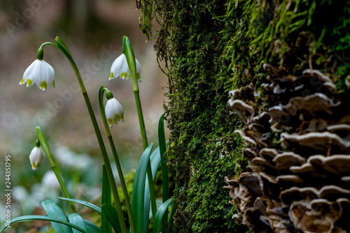 Frühlingsknotenblumen