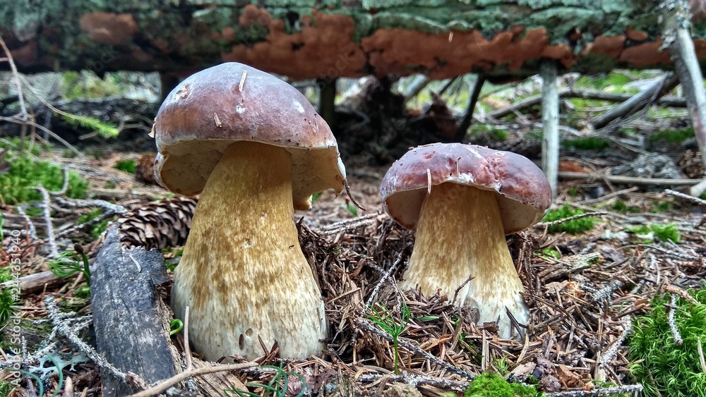 Fototapeta premium Forest autumn mushrooms