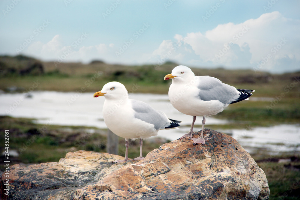 a couple of seagulls sitting on a rock in a beautiful landscape a couple of seagulls sitting on a rock in a beautiful landscape