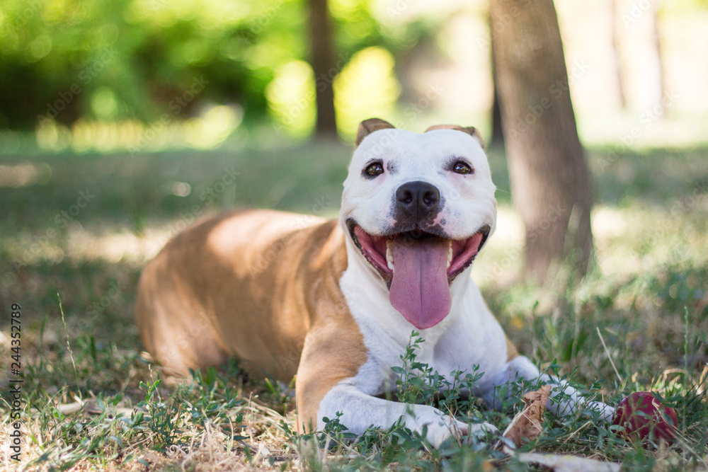 Happy Dog Portrait Happy Dog Portrait