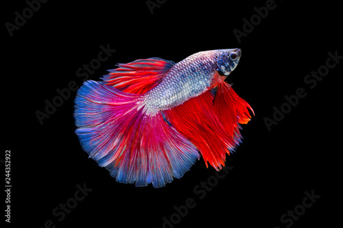 Bild auf Leinwand The moving moment beautiful of red purple siamese betta fish or fancy splendens fighting fish in thailand on black background