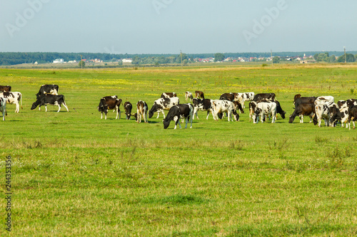 A herd of young cows and heifers grazing in a lush green pasture of grass on a beautiful sunny day. Black and white cows in a grassy field on a bright and sunny day.