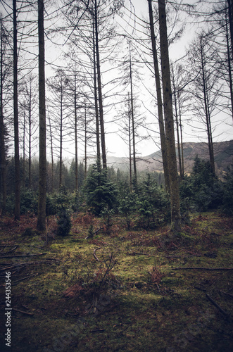  Beautiful forest for different uses