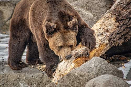 Eurasian brown bear (Ursus arctos) also known as the European brown bear.