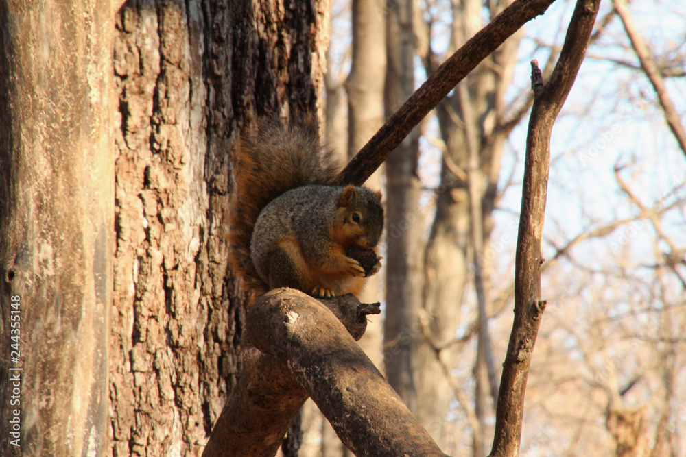 Obraz premium Squirrel with Nut