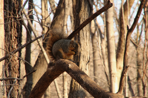 Winter Squirrel