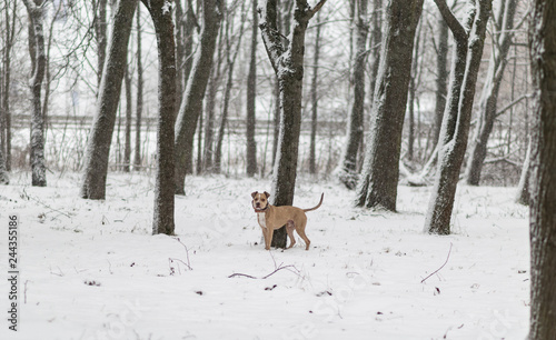 dog in woods © Agne