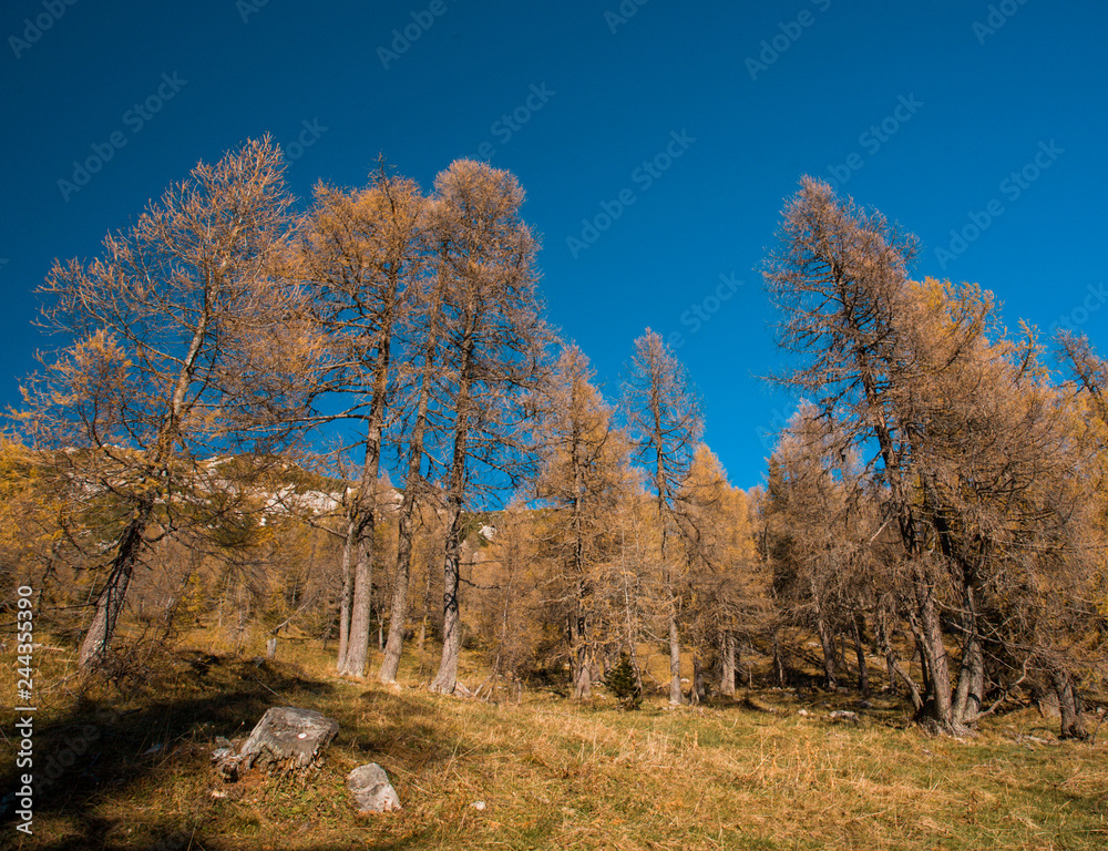 Fototapeta premium autumn vista