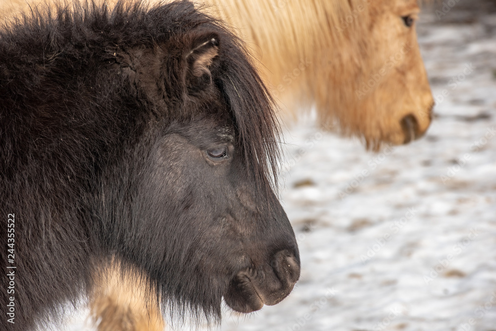 Portrait of a pony. Pony in the countryside Portrait of a pony. Pony in the countryside