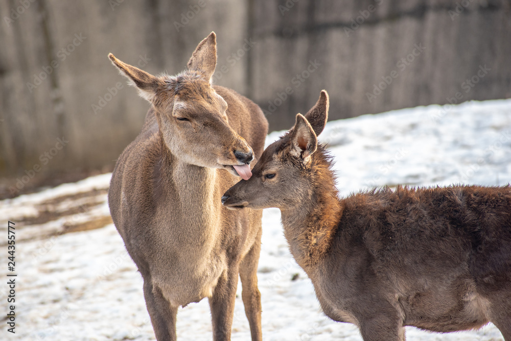 Fototapeta premium Portrait of a young red deer and mother (Cervus elaphus)