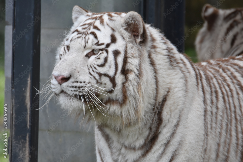 Fototapeta premium tigre