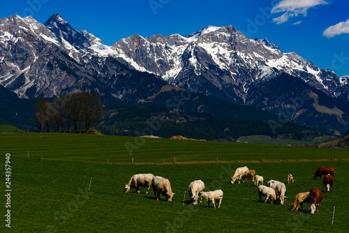 Kühe vor Bergkette