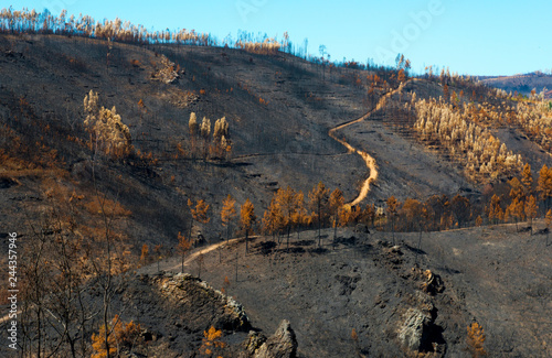 Terre brûlée à Milreu, Vila de Rei, Beira Baixa, Portugal