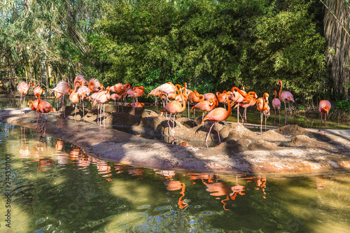 Pink flamingos at the zoo