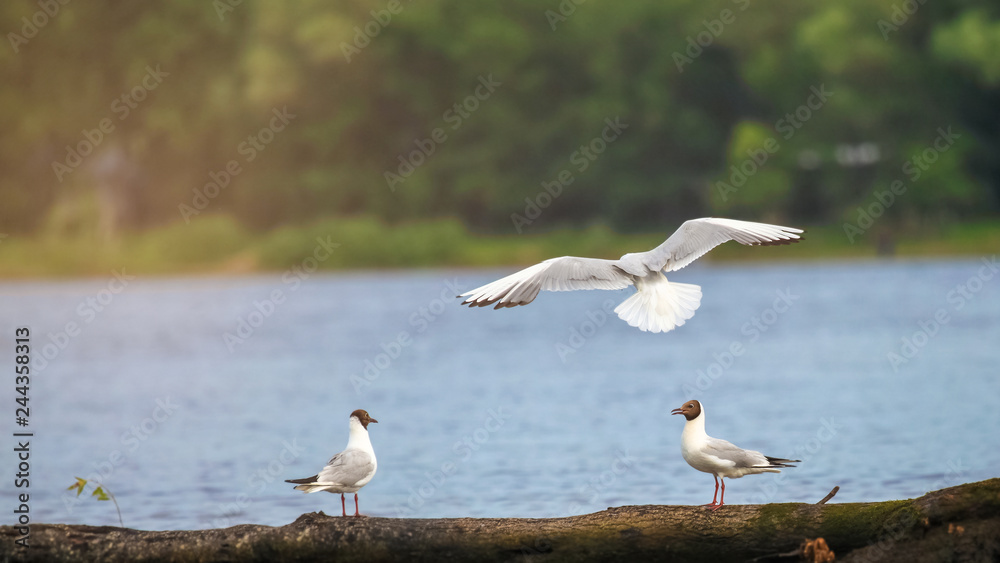 Fototapeta premium Seagulls sitting on a log