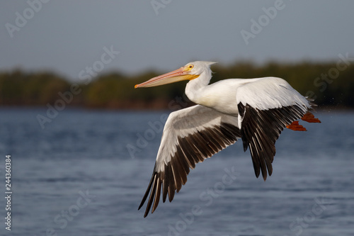 American White Pelican taking flight over the Gulf of Mexico - Florida
