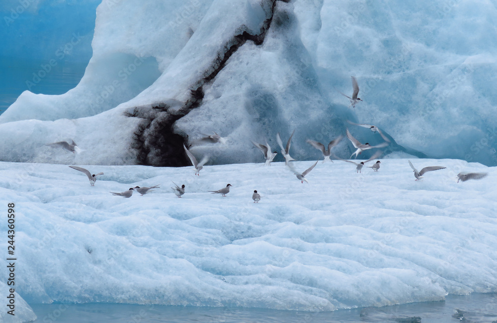 Flock of birds on the ice surface at Jokulsarlon Glacier Lagoon, Ring road, Iceland Flock of birds on the ice surface at Jokulsarlon Glacier Lagoon, Ring road, Iceland