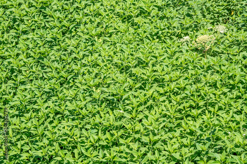 Thickets of grass on the river Bank