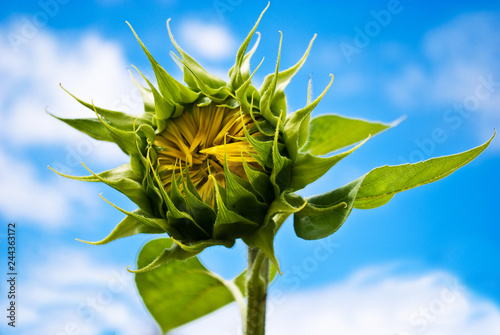 Sunflower Against Blue Sky