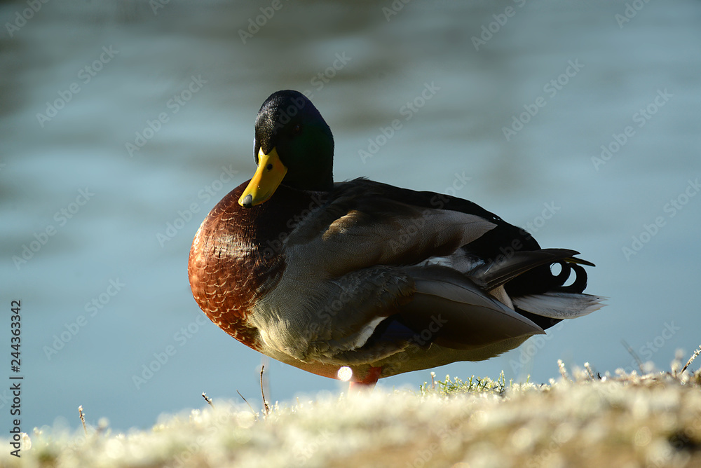 Fototapeta premium Ente am Wasser bei frostiger Kälte