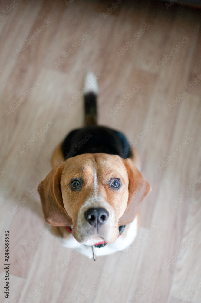 Fototapeta Curious beagle dog looking straight at you