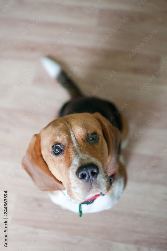 Curious beagle dog looking