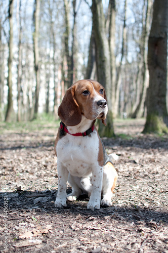 Male beagle dog sitting in the park