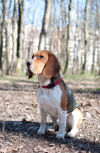 Male beagle dog sitting in the park