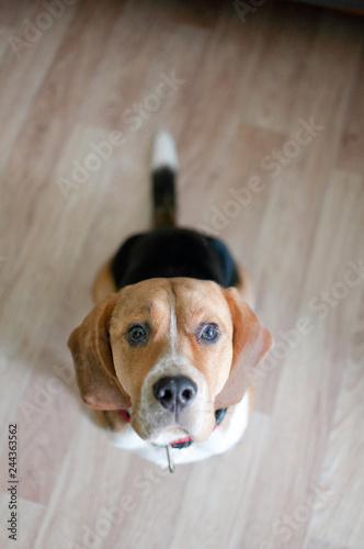 Curious beagle dog looking straight at you