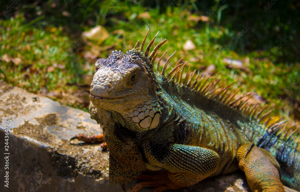iguana iguana