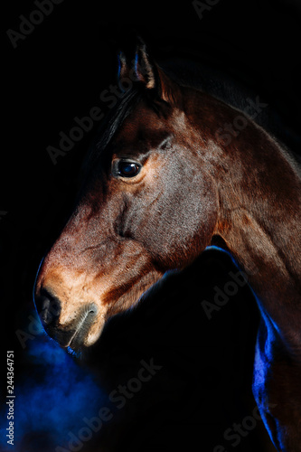 Portrait of Elegant brown sport horse with special blue studio light. Isolated black background