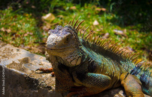 iguana